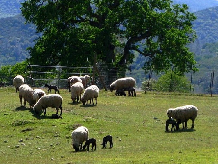 Sheep and Goats Farm